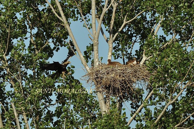 Birdwatching Montes De Toledo Orientales - Local Cuisine and Culture