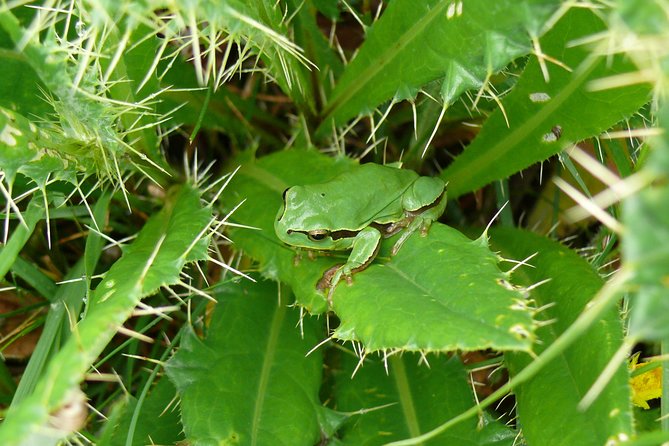 Birdwatching Montes De Toledo Orientales - Booking and Cancellation Policy