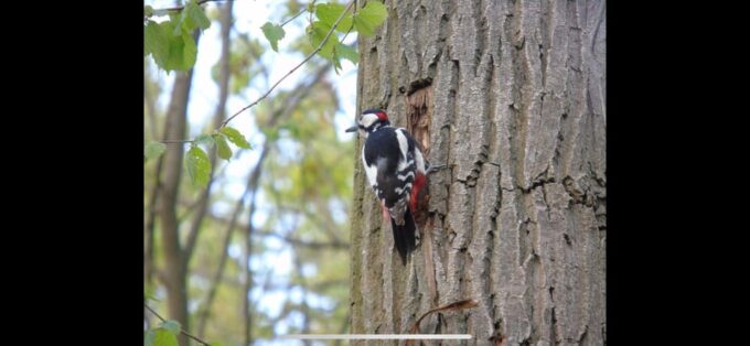 Birdwatching per Rickshaw - Dress Code and Recommendations