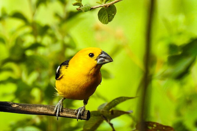 Birdwatching Tour in Giron and Yunguilla Jocotoco Reserve From Cuenca - Observing Endemic Bird Species