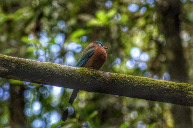 Birdwatching, Waterfall, Rainforest and Island Nature Tours - Key Points