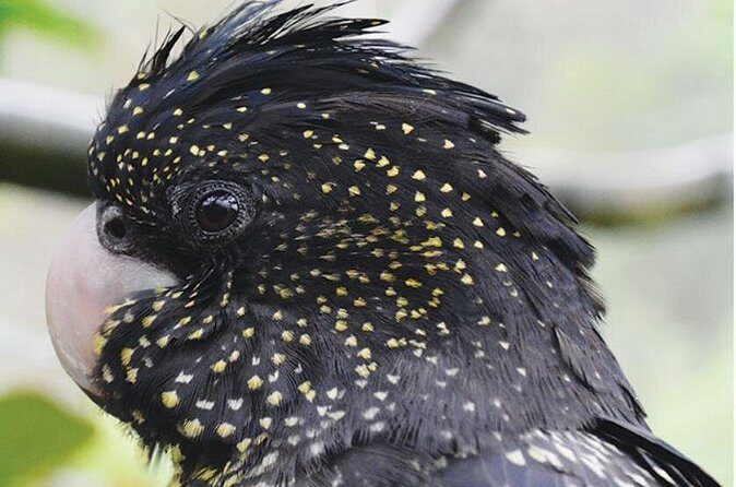 Birdworld Kuranda Entry Ticket - Final Thoughts