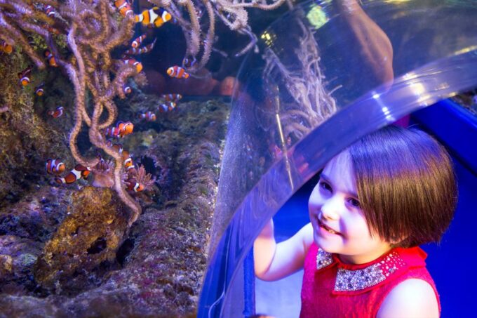 Birmingham: National Sea Life Centre Entrance Ticket - Frequently Asked Questions