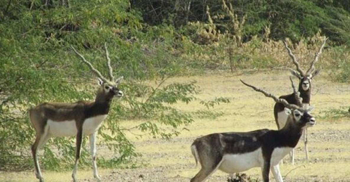 Bishnoi Village Safari Private Half Day Tour - Wildlife and Cultural Experience