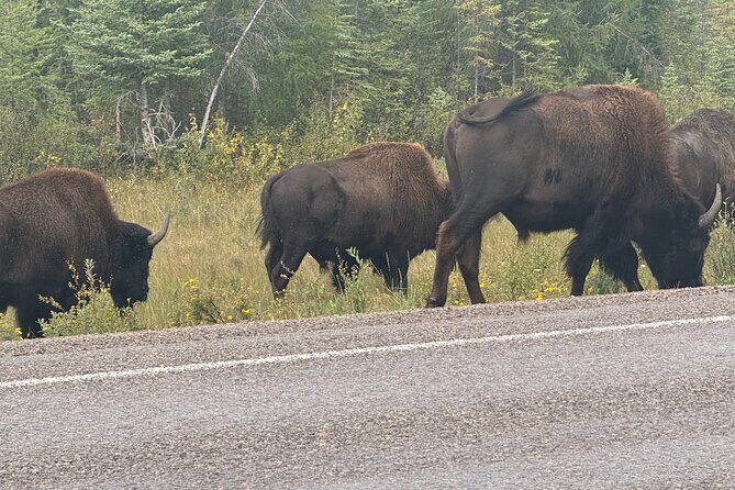 Bison Highway Wildlife Tour - Exploring the Bison Highway Wildlife Tour: A Close-Up with Northern Nature