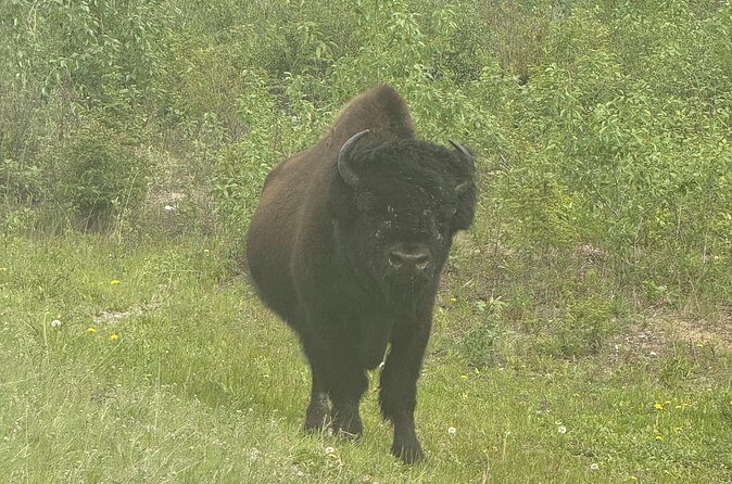 Bison Highway Wildlife Tour - Final Thoughts: Who Will Benefit Most?