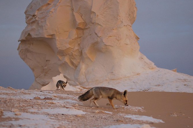 Black and White Desert and Bahariya Oasis Tour 2 Days 1 Night - Meeting and Pickup Information
