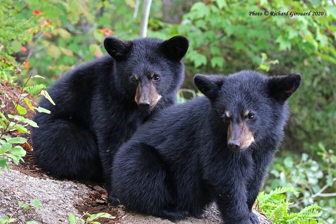 Black Bear Viewing and Walking at Oudoor Ctrs Canyon - Wildlife Viewing Opportunities