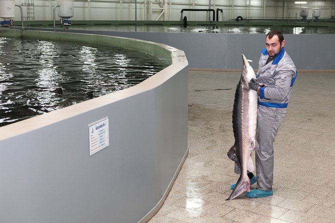 Black Caviar and Sparkling Wine Tour - Accessibility Features