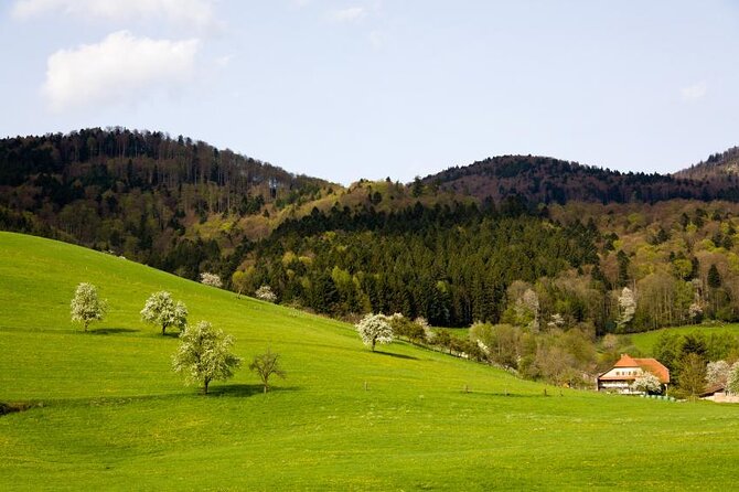 Black Forest Day Tour - Experience and Reviews