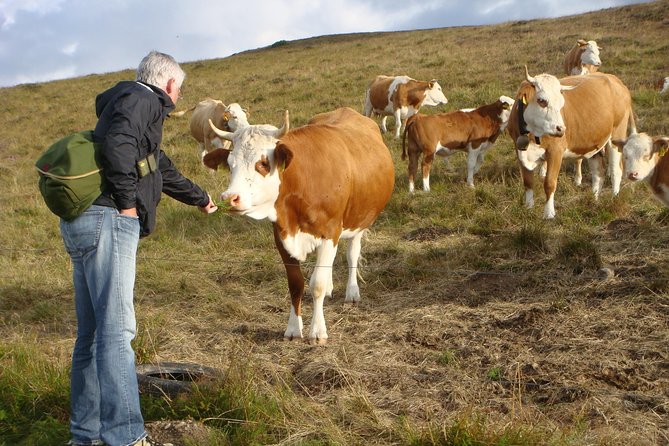 Black Forest Tour by Car - Start Offenburg or Freiburg - Additional Details for Travelers