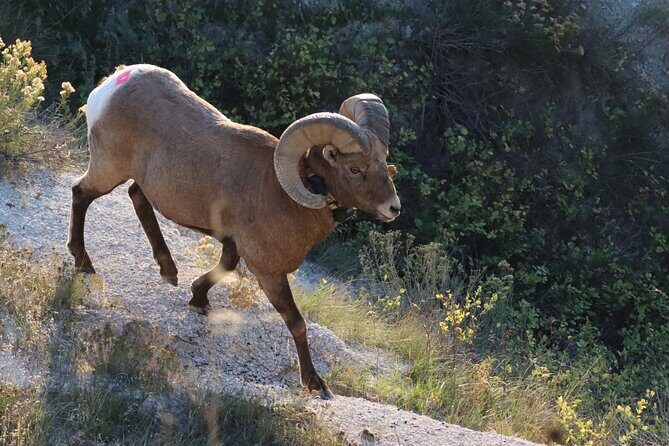 Black Hills Nature Tour Wildlife Watching and Scenic Views - Exploring the Black Hills: A Natural Adventure Worth Considering
