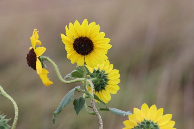 Black Hills Nature Tour Wildlife Watching and Scenic Views - Why This Tour Offers Great Value