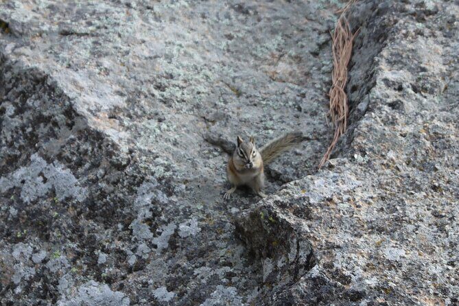 Black Hills Nature Tour Wildlife Watching and Scenic Views - Final Thoughts