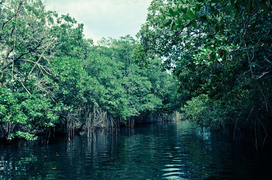 Black River Safari Tour From Montego Bay - Pickup and Dropoff Locations