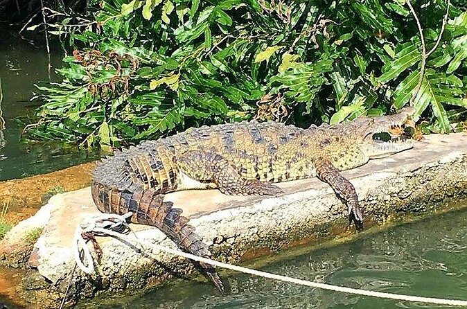 Black River Safari YS Falls Lunch Classic Combo From Negril - The Value of This Tour
