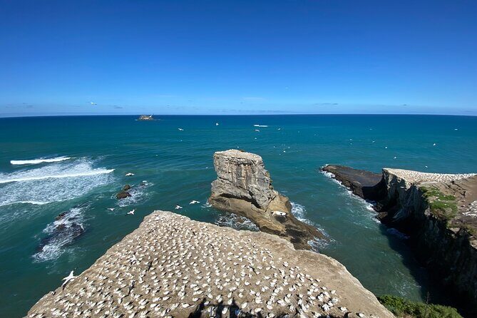 Black Sand Beaches & Birds Auckland Sightseeing Tour - Savoring Local Flavors at Soljans Estate Winery