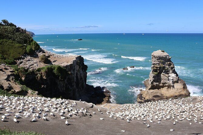 Black Sand Beaches & Birds Auckland Sightseeing Tour - Practical Details and What Travelers Should Know