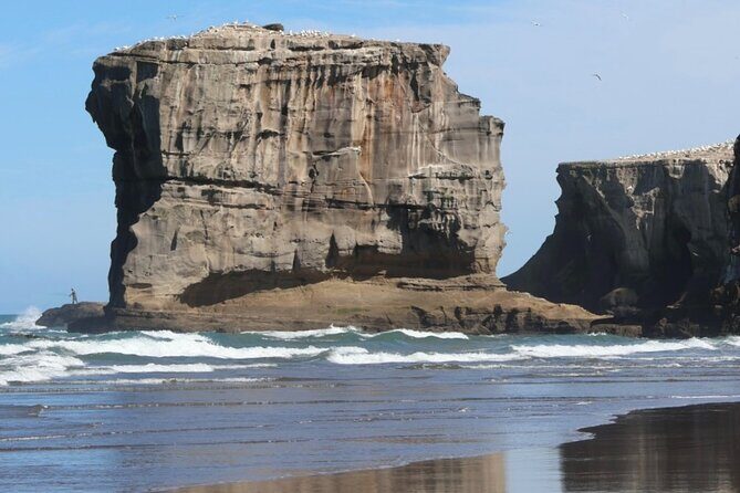 Black Sand Beaches & Birds Auckland Sightseeing Tour - Authentic Experiences and Traveler Insights