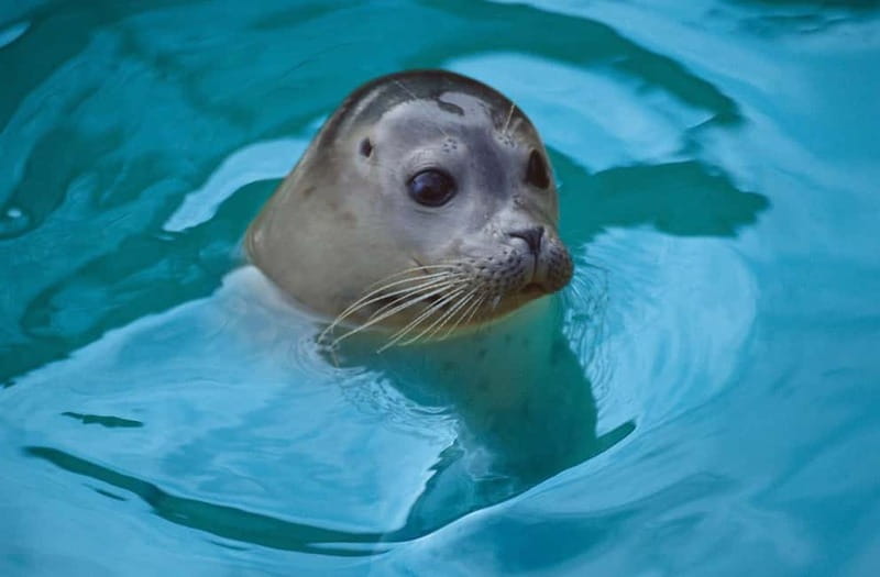 Blankenberge: SEA LIFE Entry Ticket - An In-Depth Look at Blankenberge SEA LIFE