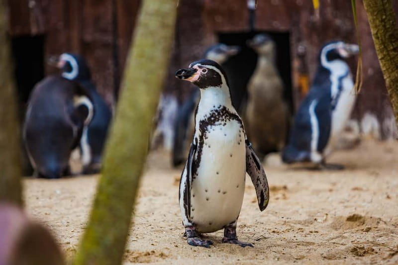 Blankenberge: SEA LIFE Entry Ticket - Final Thoughts on Value and Experience