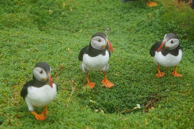 Blasket Island Sea Life Rib Tour, - Weather, Packing, and Practical Considerations