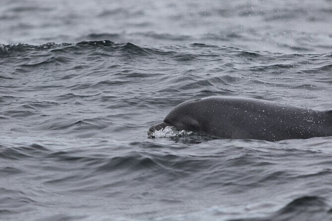 Blasket Island Sea Life Rib Tour, - Is It Worth the Price?