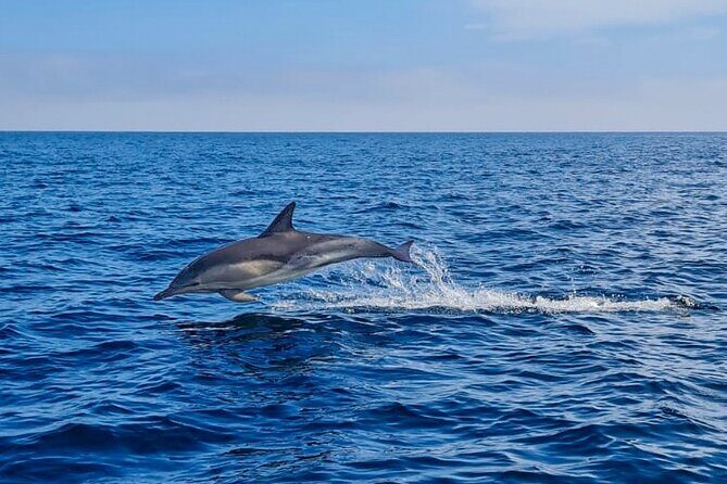 Blasket Island Sea Life Rib Tour, - Conclusions