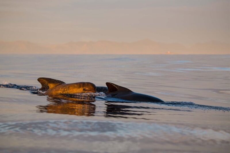 Bleik: Whale Watching by Speedboat With Puffins and Muffins - Excursion Features and Amenities