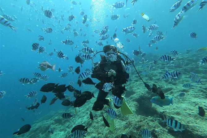 Blue Cave Experience Diving! [Okinawa Prefecture] Feeding & Photo Image Free! English, Chinese Guide Available! 1 Group With a Dedicated Instructor - Instructor-Led Guided Tours