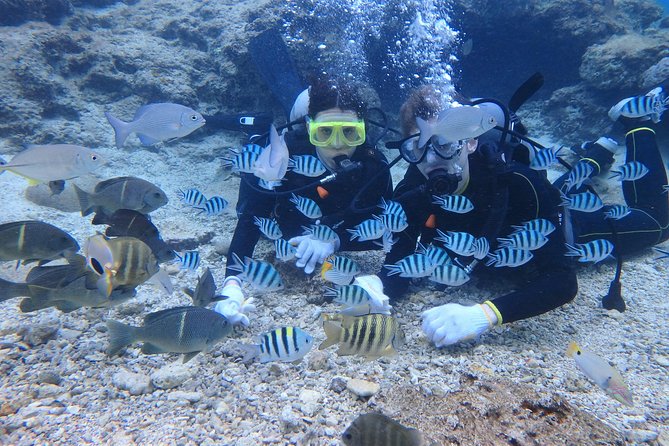 Blue Cave Experience Diving! [Okinawa Prefecture] Feeding & Photo Image Free! English, Chinese Guide Available! 1 Group With a Dedicated Instructor - Cancellation and Refund Policy
