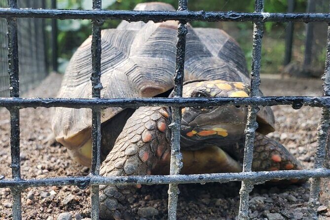 Blue Hole & Konoko Falls Park Combo Tour from Montego Bay - FAQ