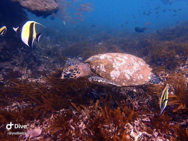 Blue Lagoon and Tanjung Jepun Snorkeling Tour - Who Would Love This Tour?