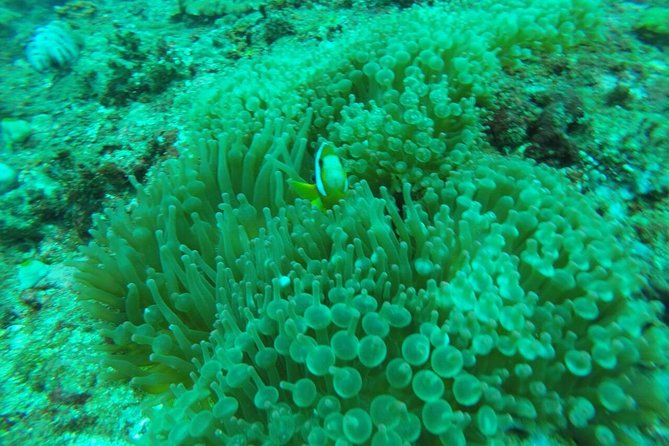 Blue Lagoon Snorkeling Sea Side Lunch And Transportation - Pickup and Meeting Information