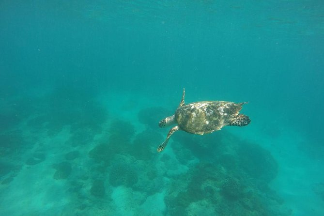 Blue Lagoon & Tanjung Jepun Snorkeling Private Tour - Customer Reviews and Ratings