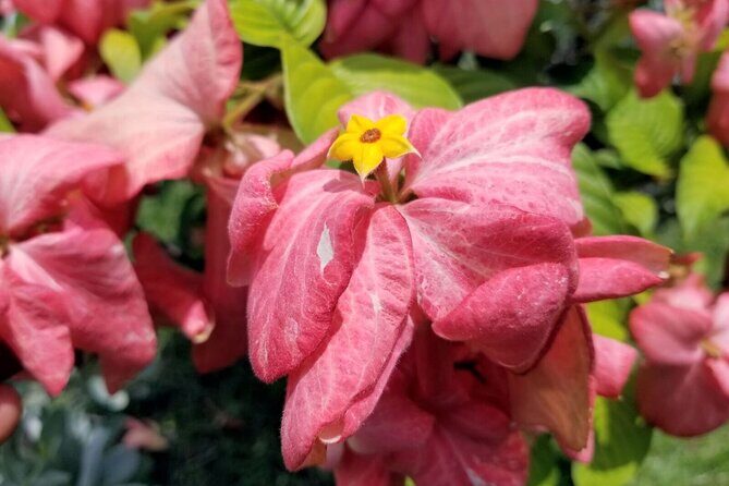 Blue Mountain Bicycle Tour Experience - FAQs