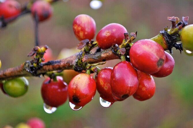 Blue Mountain Coffee, Bob Marley and Art Tour from Montego Bay - Final Thoughts: Who Is This Tour Best For?