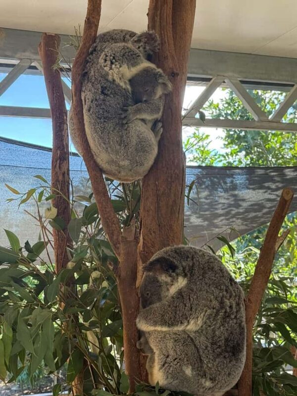 Blue Mountain Small Group Scenic World, Wildlife, Waterfall - Final Words