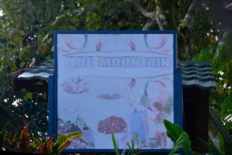 Blue Mountain Tour: A Half-Day Escape from Kingston - Exploring Kingston’s Lively Streets & Beyond