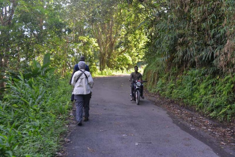 Blue Mountain Tour: A Half-Day Escape from Kingston - The Overall Experience & What It Means for Travelers