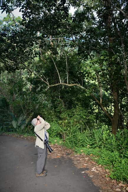 Blue Mountain Tour: A Half-Day Escape from Kingston - Price & Value