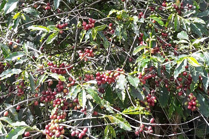 Blue Mountain Tour with Hotel Transportation - An Inside Look at the Blue Mountain Tour