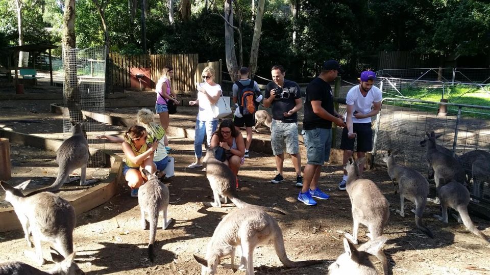 Blue Mountains: Aboriginal Experience Day Tour - Small Group Experience