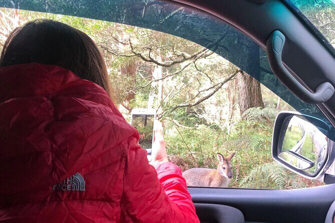 Blue Mountains Day, Sunset Tour & Glow Worms Night Adventure - The Value of This Experience