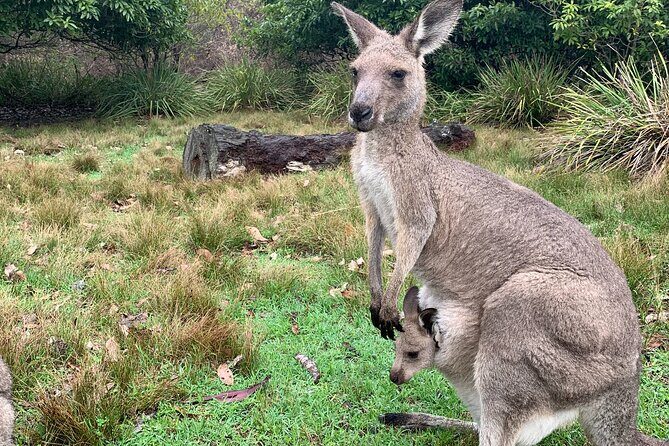 Blue Mountains Day, Sunset Tour & Glow Worms Night Adventure - Who Should Consider This Tour?