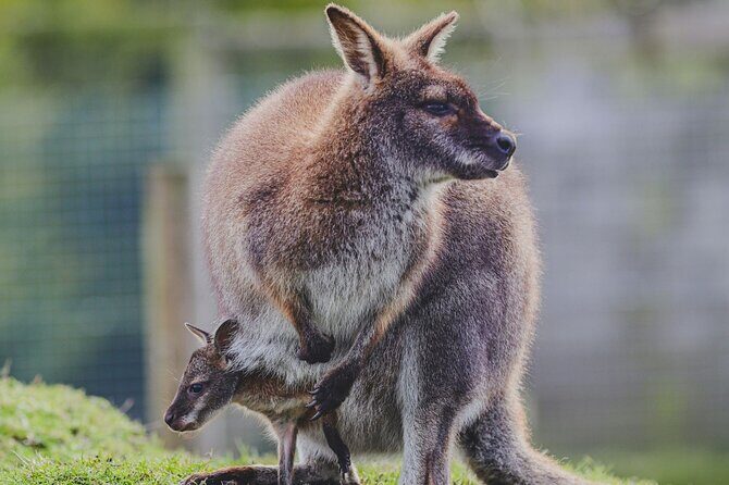 Blue Mountains Day Tour : Featherdale & Bush walk (15 ppl LUX) - Who Is This Tour Best For?