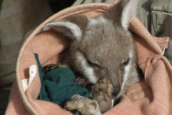 Blue Mountains Day Tour With Bushwalks, Waterfalls & Featherdale - FAQ