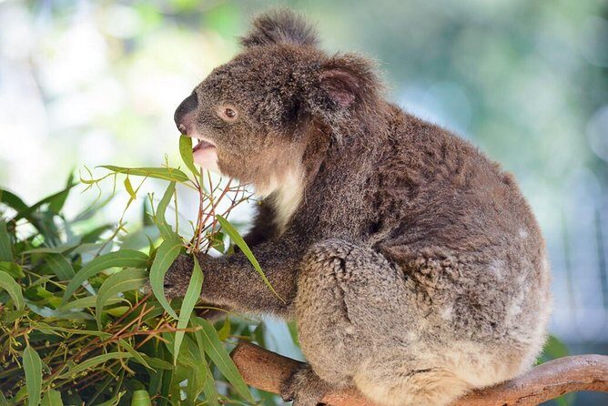 Blue Mountains | Koalas, Kangaroos & Bondi Beach Private Tour - The Sum Up