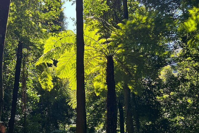 Blue Mountains Main Attraction Private Daily Group Tours - The Sum Up