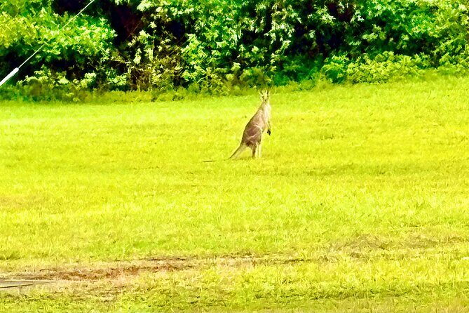 Blue Mountains Private Sightseeing Day Tours from Sydney - Frequently Asked Questions